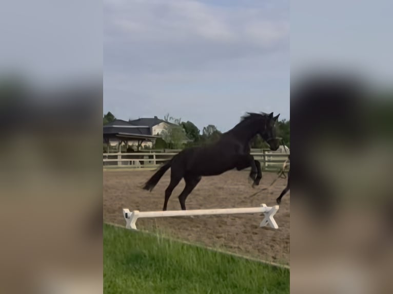 Hannoveriano Caballo castrado 5 años 170 cm Negro in Bröthen