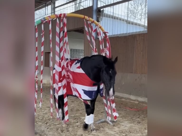 Hannoveriano Caballo castrado 5 años 170 cm Negro in Burgwedel