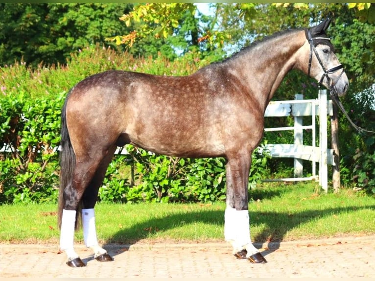 Hannoveriano Caballo castrado 5 años 170 cm Tordo in Selsingen