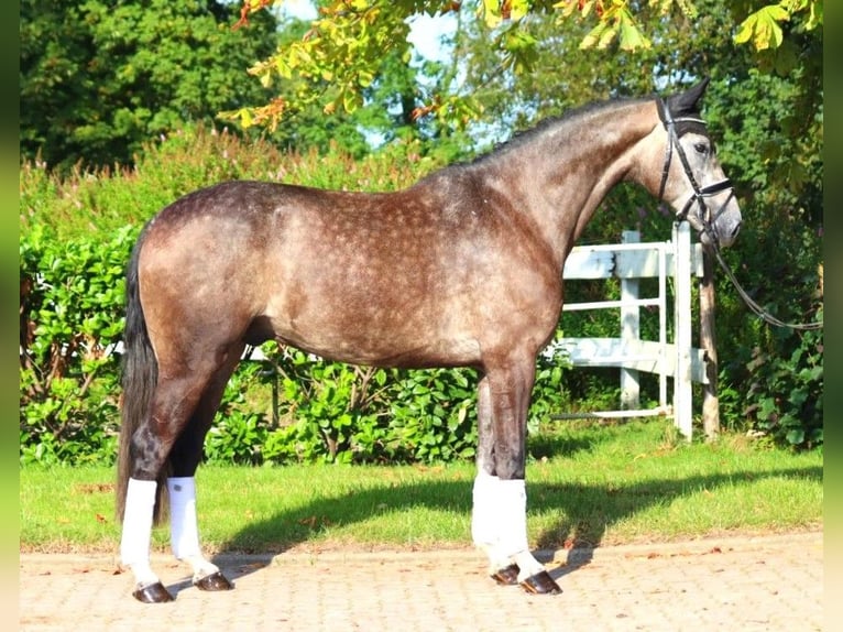 Hannoveriano Caballo castrado 5 años 170 cm Tordo in Selsingen