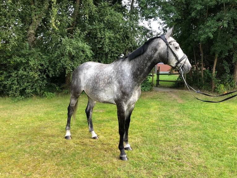 Hannoveriano Caballo castrado 5 años 170 cm Tordo in Salzhausen