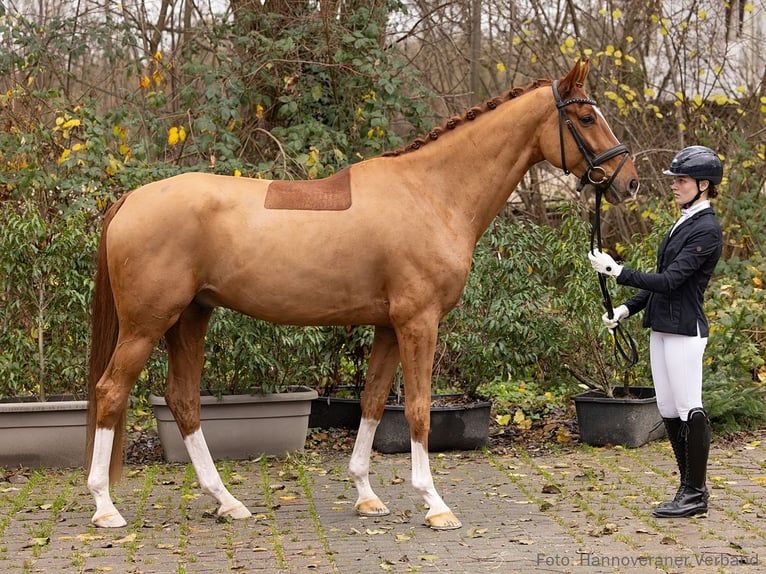 Hannoveriano Caballo castrado 5 años 171 cm Alazán in Verden