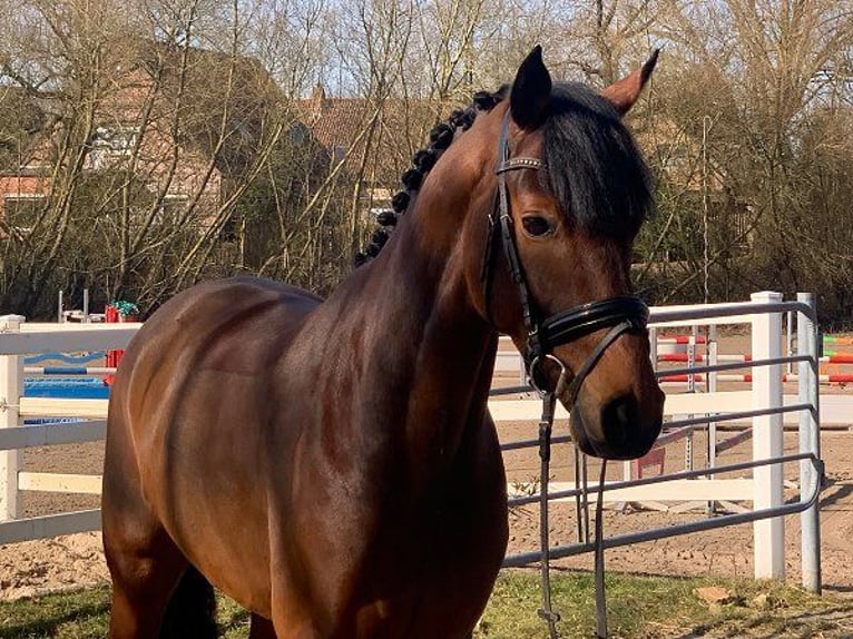 Hannoveriano Caballo castrado 5 años 171 cm Castaño in Verden (Aller)