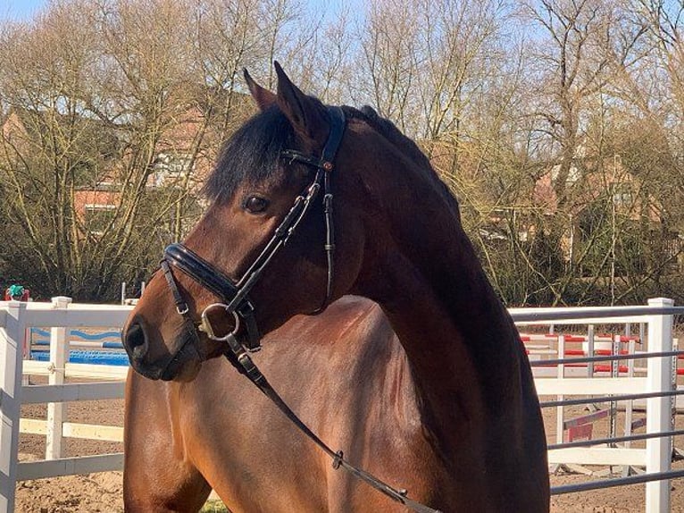 Hannoveriano Caballo castrado 5 años 171 cm Castaño in Verden (Aller)