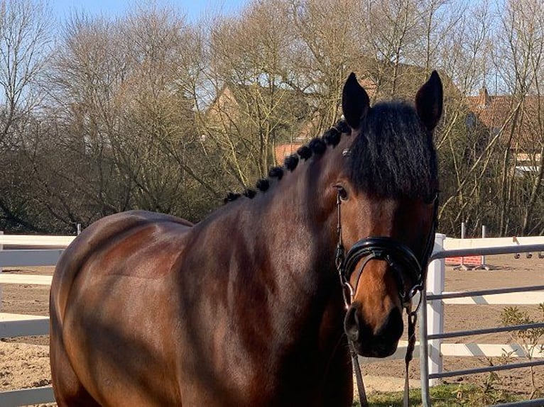 Hannoveriano Caballo castrado 5 años 171 cm Castaño in Verden (Aller)