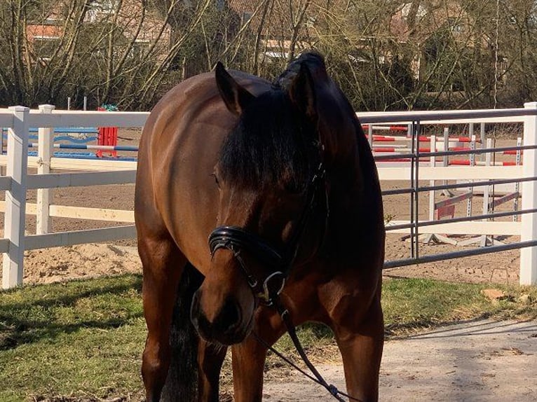 Hannoveriano Caballo castrado 5 años 171 cm Castaño in Verden (Aller)