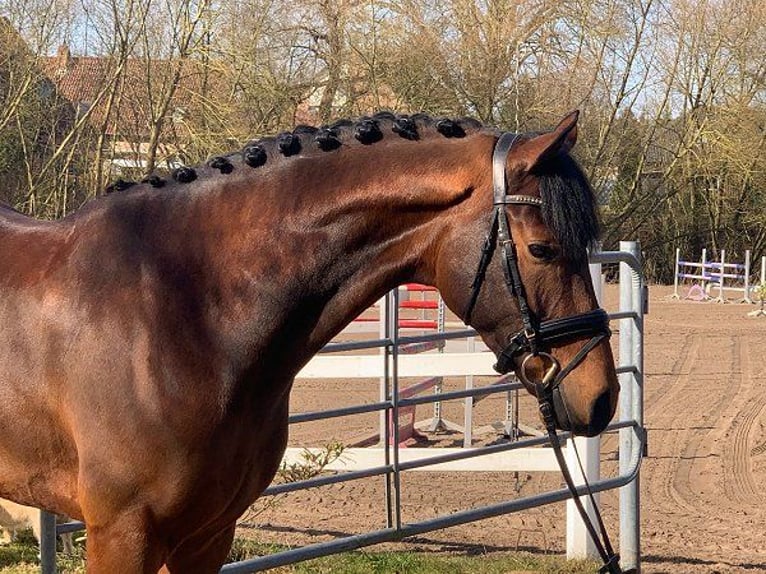 Hannoveriano Caballo castrado 5 años 171 cm Castaño in Verden (Aller)