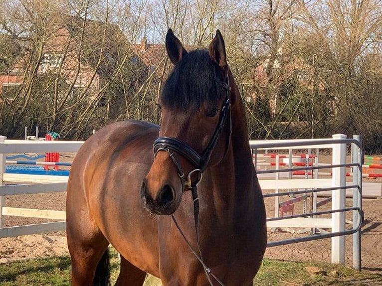 Hannoveriano Caballo castrado 5 años 171 cm Castaño in Verden (Aller)