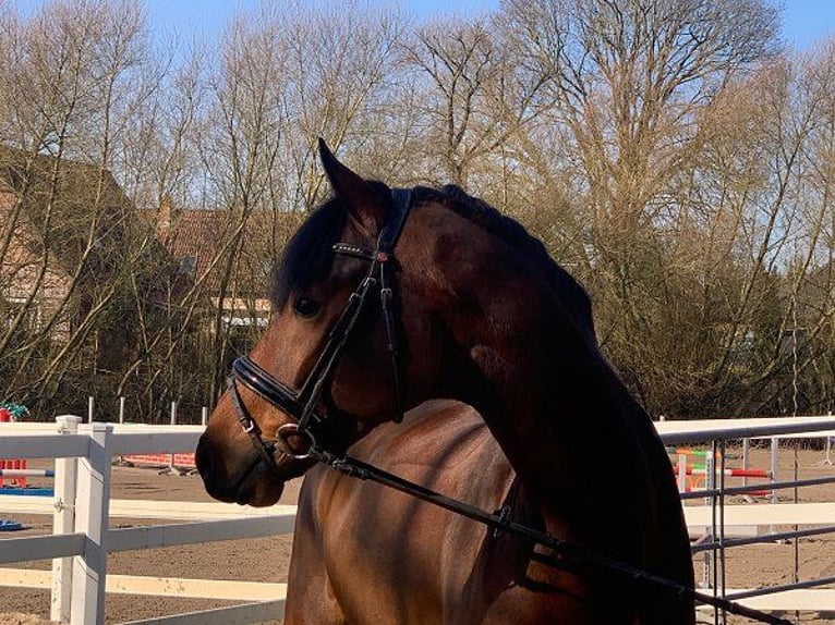 Hannoveriano Caballo castrado 5 años 171 cm Castaño in Verden (Aller)