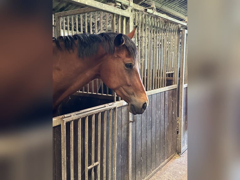 Hannoveriano Caballo castrado 5 años 171 cm Castaño in Sauensiek