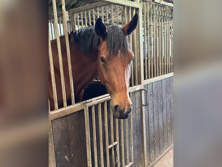 Hannoveriano Caballo castrado 5 años 171 cm Castaño in Sauensiek