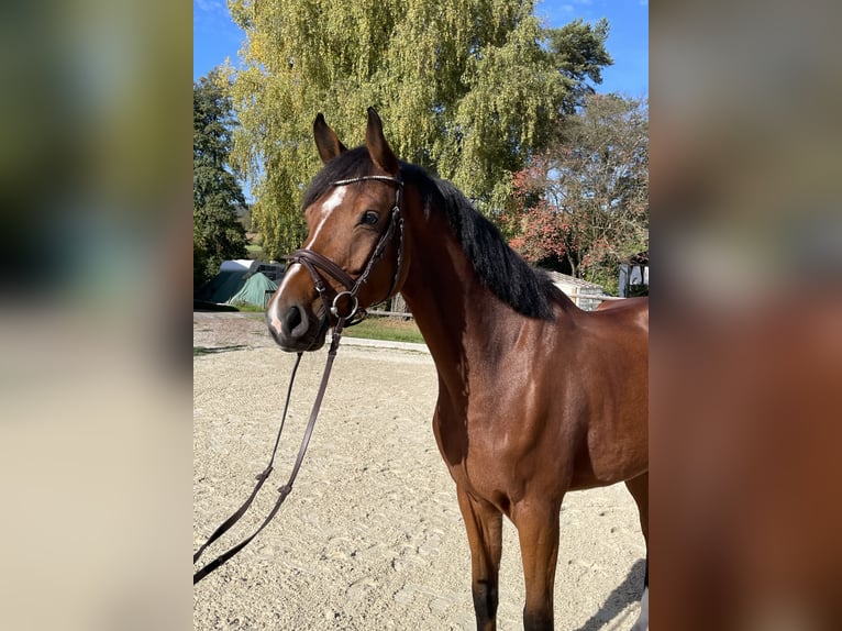 Hannoveriano Caballo castrado 5 años 171 cm Castaño in Weimar