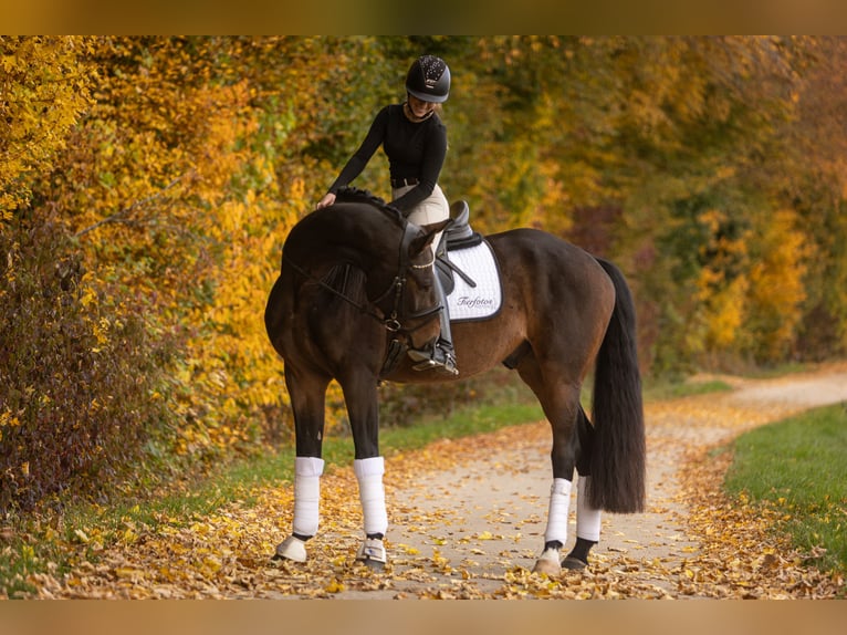 Hannoveriano Caballo castrado 5 años 171 cm Castaño oscuro in Womrath