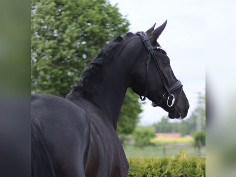 Hannoveriano Caballo castrado 5 años 171 cm Negro in Tiddische