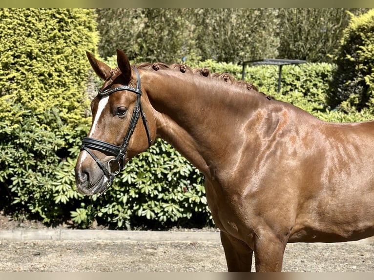 Hannoveriano Caballo castrado 5 años 172 cm Alazán in Brockel