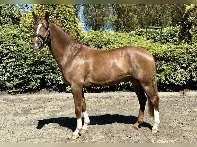 Hannoveriano Caballo castrado 5 años 172 cm Alazán in Brockel