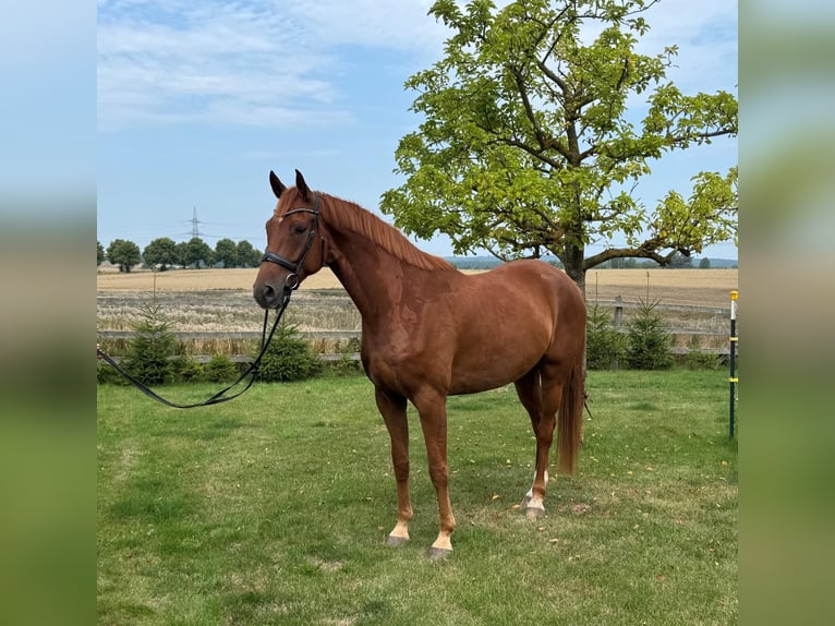 Hannoveriano Caballo castrado 5 años 172 cm Alazán in Chorin