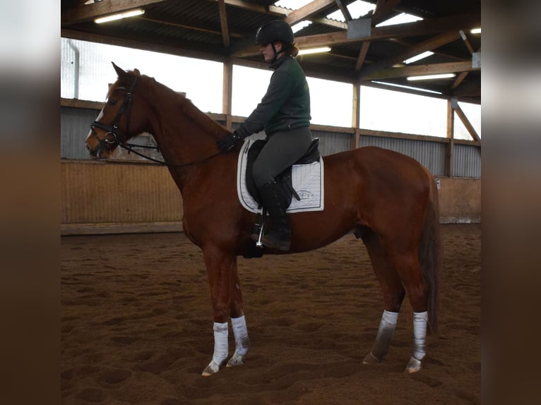 Hannoveriano Caballo castrado 5 años 172 cm Alazán in Fredenbeck