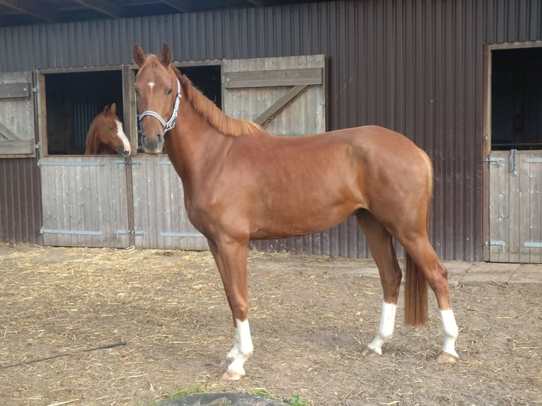 Hannoveriano Caballo castrado 5 años 172 cm Alazán in Ahlerstedt