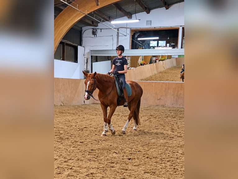 Hannoveriano Caballo castrado 5 años 172 cm Alazán in Krefeld