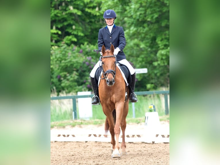 Hannoveriano Caballo castrado 5 años 172 cm Alazán in Lalendorf Wattmannshagen
