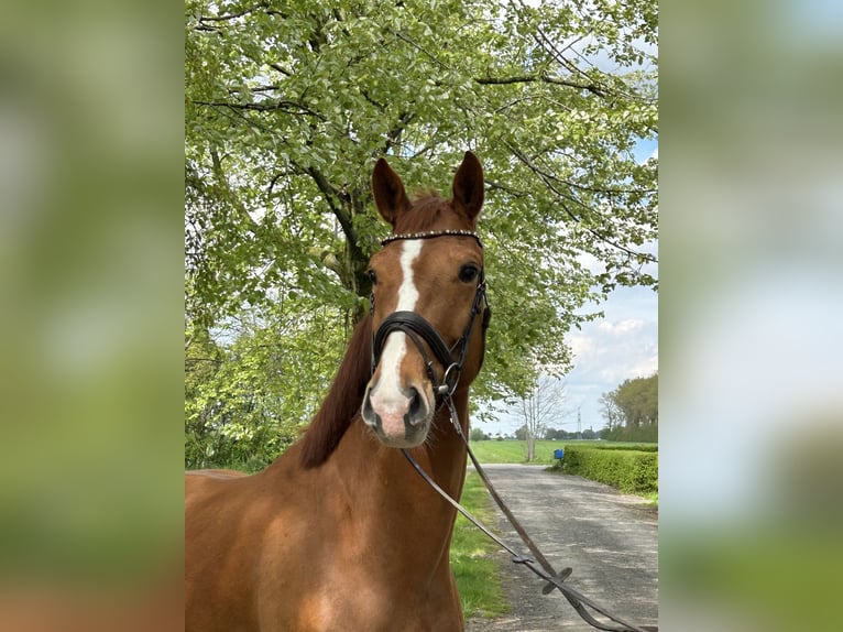 Hannoveriano Caballo castrado 5 años 172 cm Alazán in Cuxhaven