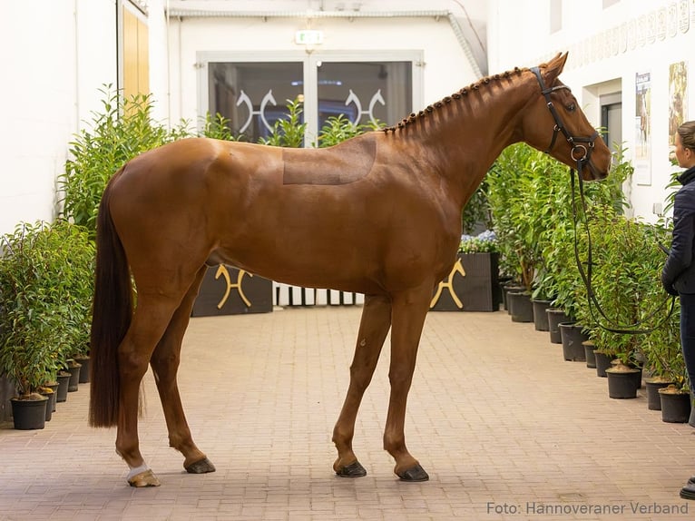Hannoveriano Caballo castrado 5 años 172 cm Alazán in Verden