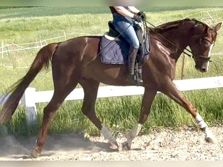 Hannoveriano Caballo castrado 5 años 172 cm Alazán-tostado in Kassel