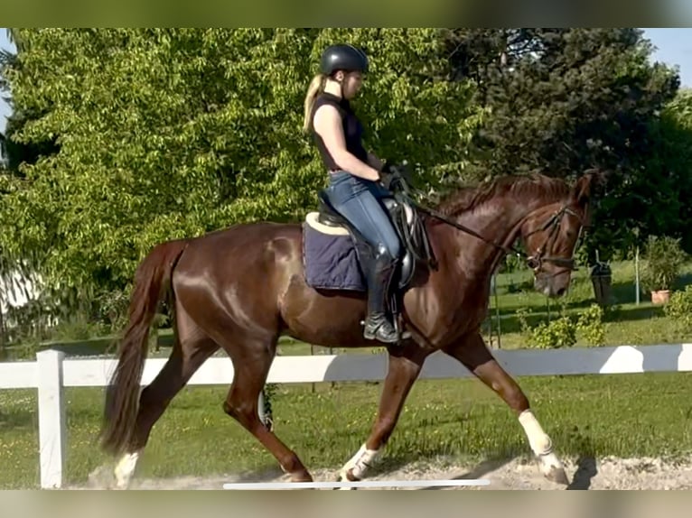 Hannoveriano Caballo castrado 5 años 172 cm Alazán-tostado in Kassel