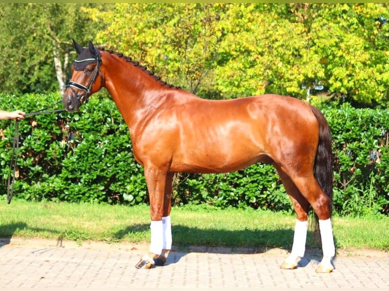 Hannoveriano Caballo castrado 5 años 172 cm Alazán-tostado in Selsingen