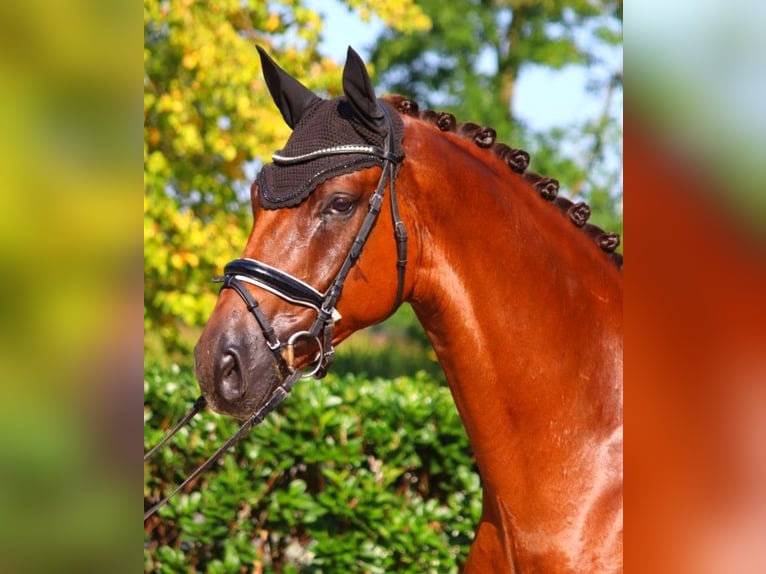 Hannoveriano Caballo castrado 5 años 172 cm Alazán-tostado in Selsingen