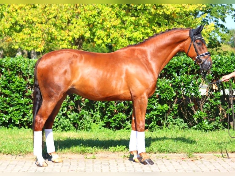 Hannoveriano Caballo castrado 5 años 172 cm Alazán-tostado in Selsingen