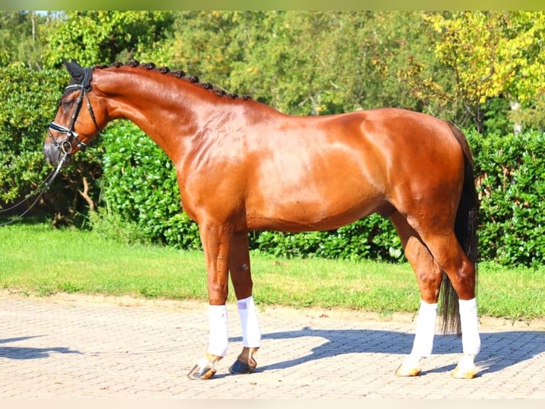 Hannoveriano Caballo castrado 5 años 172 cm Alazán-tostado in Selsingen