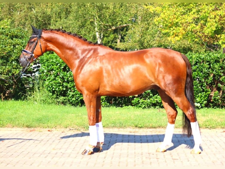 Hannoveriano Caballo castrado 5 años 172 cm Alazán-tostado in Selsingen