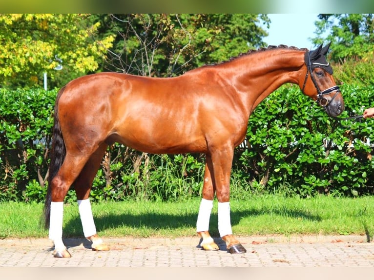 Hannoveriano Caballo castrado 5 años 172 cm Alazán-tostado in Selsingen