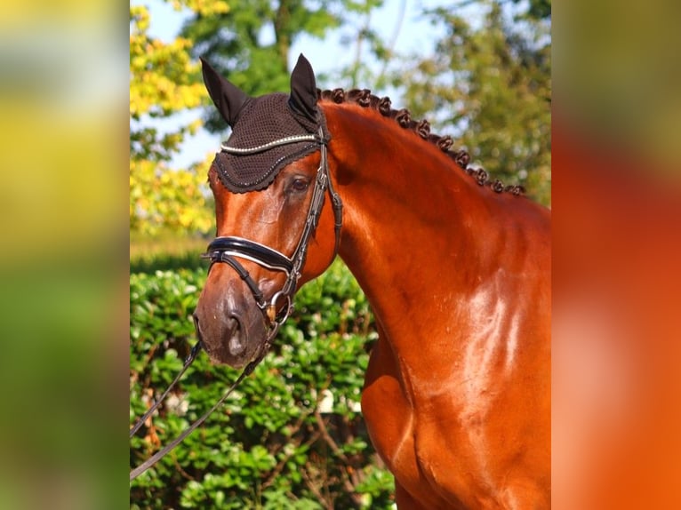 Hannoveriano Caballo castrado 5 años 172 cm Alazán-tostado in Selsingen