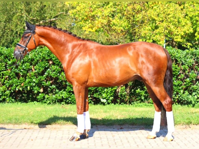 Hannoveriano Caballo castrado 5 años 172 cm Alazán-tostado in Selsingen