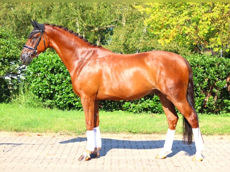 Hannoveriano Caballo castrado 5 años 172 cm Alazán-tostado in Selsingen