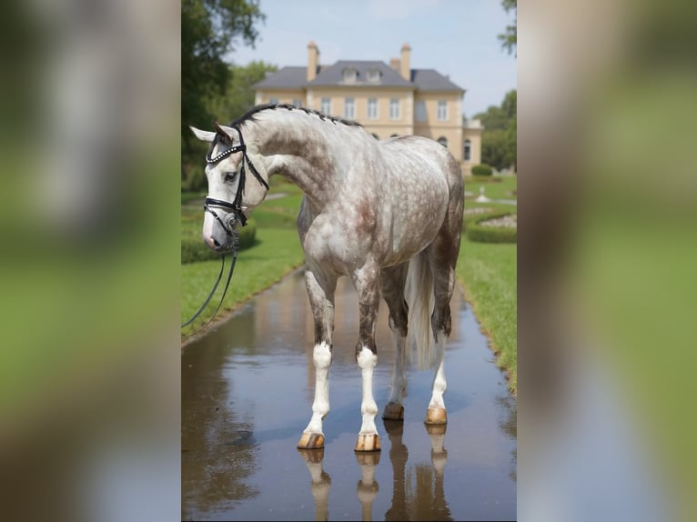 Hannoveriano Caballo castrado 5 años 172 cm in Zalaegerszeg
