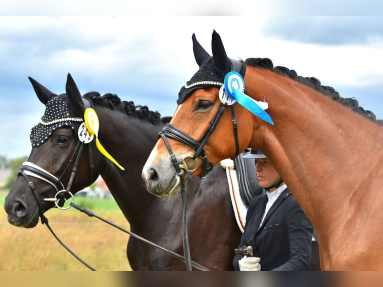 Hannoveriano Caballo castrado 5 años 172 cm Castaño in Kamern