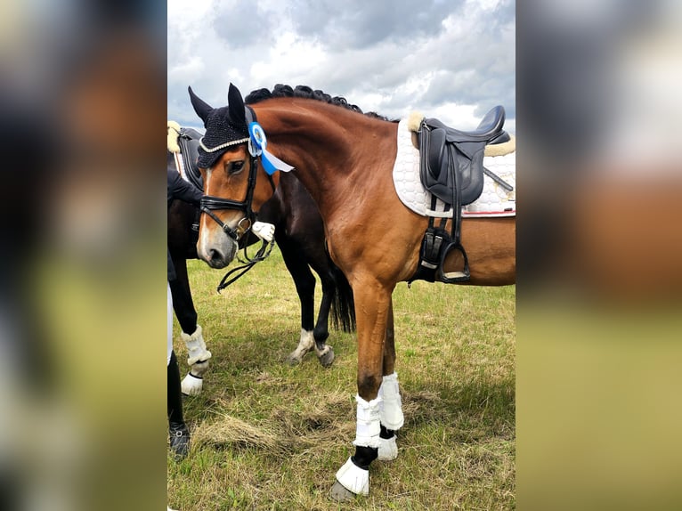 Hannoveriano Caballo castrado 5 años 172 cm Castaño in Kamern