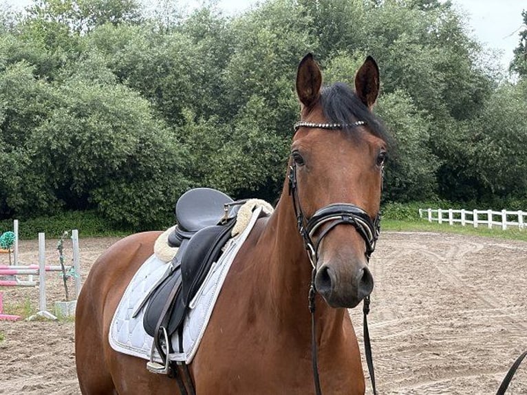 Hannoveriano Caballo castrado 5 años 172 cm Castaño in Verden (Aller)