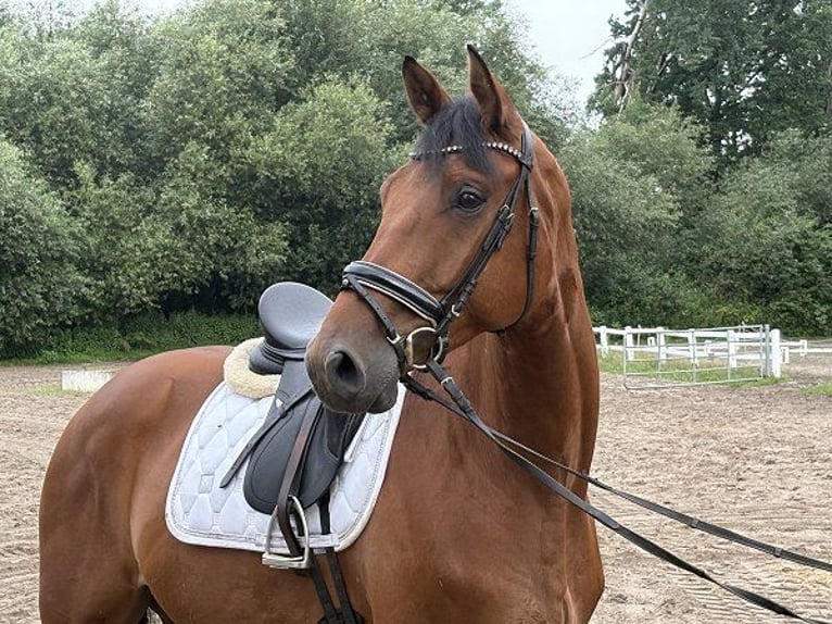 Hannoveriano Caballo castrado 5 años 172 cm Castaño in Verden (Aller)