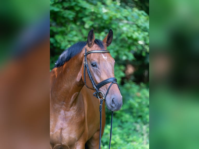 Hannoveriano Caballo castrado 5 años 172 cm Castaño in Bötersen