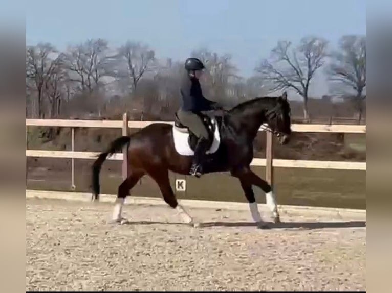 Hannoveriano Caballo castrado 5 años 172 cm Castaño in Burgwedel