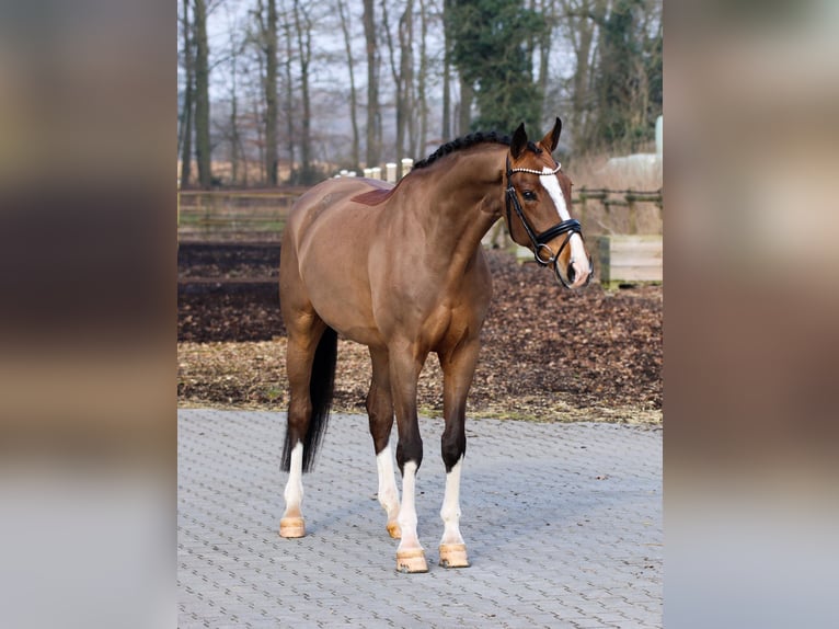 Hannoveriano Caballo castrado 5 años 172 cm Castaño in Lienen