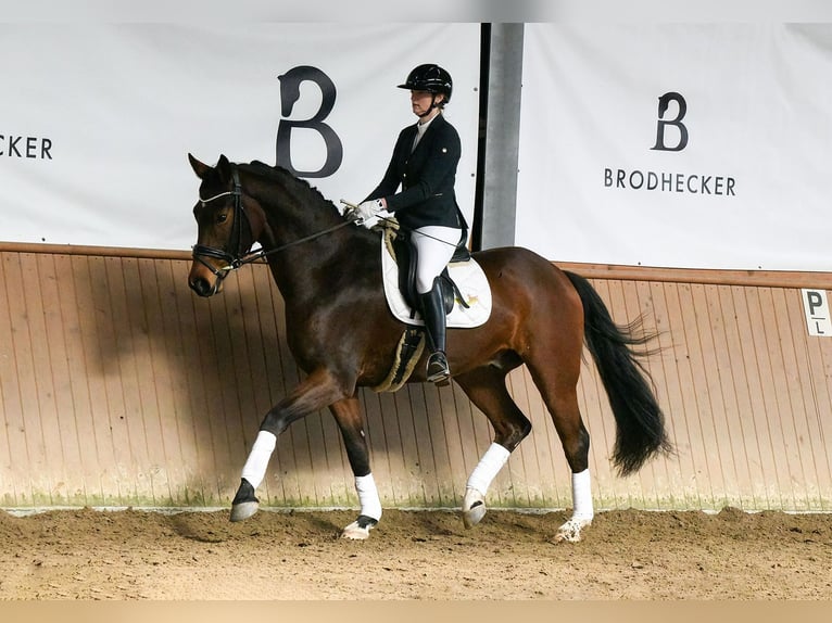 Hannoveriano Caballo castrado 5 años 172 cm Castaño in Riedstadt