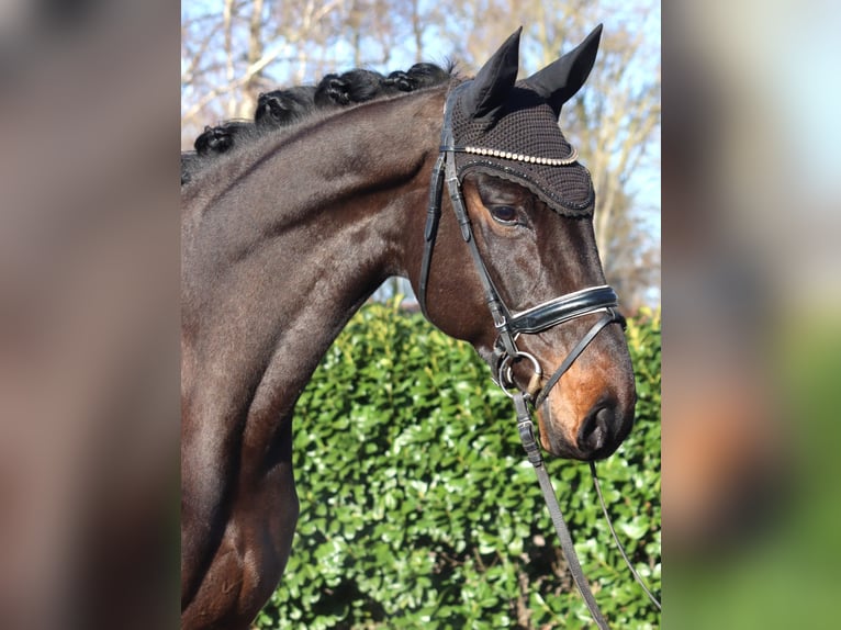 Hannoveriano Caballo castrado 5 años 172 cm Castaño in Selsingen