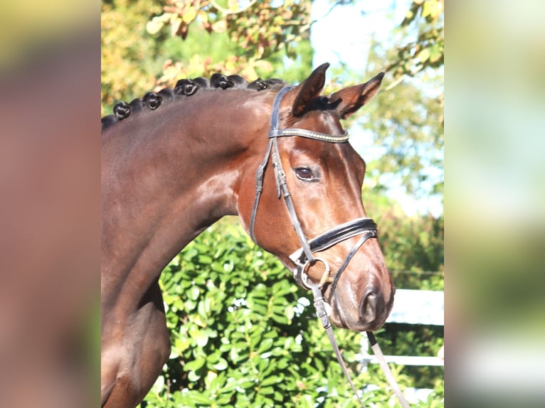 Hannoveriano Caballo castrado 5 años 172 cm Castaño in Selsingen