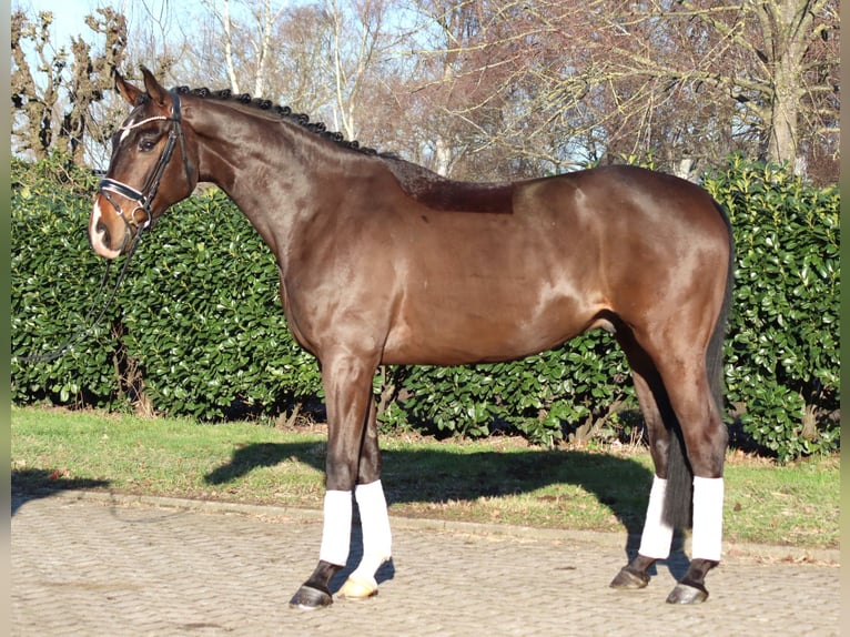 Hannoveriano Caballo castrado 5 años 172 cm Castaño in Selsingen